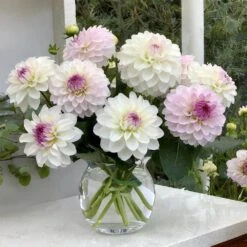 #1, Eveline Dahlia Flower Bulbs Bare Roots (Bag Of 4) -J Parkers Garden Store garden state bulb flower bulbs ecs 68 04 01 31 1000