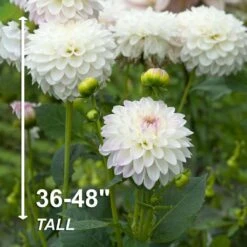 #1, Eveline Dahlia Flower Bulbs Bare Roots (Bag Of 8) -J Parkers Garden Store garden state bulb flower bulbs ecs 68 08 02 4f 1000