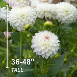 #1, Eveline Dahlia Flower Bulbs Bare Roots (Bag Of 12) -J Parkers Garden Store garden state bulb flower bulbs ecs 68 12 03 4f 1000