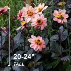 #1, HS Kiss Single Dahlia Flower Bulbs Bare Roots (Bag Of 8) -J Parkers Garden Store garden state bulb flower bulbs ecs 69 08 02 4f 1000