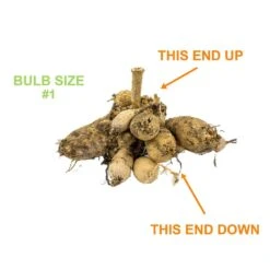 #1, HS Kiss Single Dahlia Flower Bulbs Bare Roots (Bag Of 12) -J Parkers Garden Store garden state bulb flower bulbs ecs 69 12 03 1f 1000