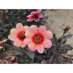 #1, HS Kiss Single Dahlia Flower Bulbs Bare Roots (Bag Of 12) -J Parkers Garden Store garden state bulb flower bulbs ecs 69 12 03 31 1000