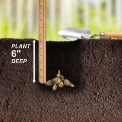 #1, Maki Dinnerplate Dahlia Flower Bulbs Bare Roots (Bag Of 4) 13 #1, Maki Dinnerplate Dahlia Flower Bulbs Bare Roots (Bag Of 4) -J Parkers Garden Store garden state bulb flower bulbs ecs 70 04 01 44 1000