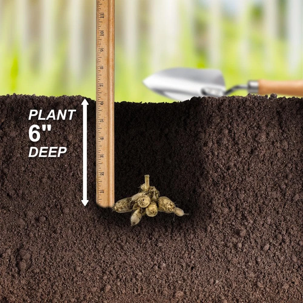 #1, Maki Dinnerplate Dahlia Flower Bulbs Bare Roots (Bag Of 4) 7 #1, Maki Dinnerplate Dahlia Flower Bulbs Bare Roots (Bag Of 4) - Image 5