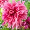 #1, Maki Dinnerplate Dahlia Flower Bulbs Bare Roots (Bag Of 4) -J Parkers Garden Store garden state bulb flower bulbs ecs 70 04 01 64 1000