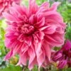 1#, Maki Dinnerplate Dahlia Flower Bulbs Bare Roots (Bag Of 8) -J Parkers Garden Store garden state bulb flower bulbs ecs 70 08 02 64 1000