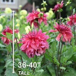 #1, Maki Dinnerplate Dahlia Flower Bulbs (Bag Of 12) -J Parkers Garden Store garden state bulb flower bulbs ecs 70 12 03 4f 1000