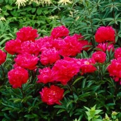 2/3 Eyes, Karl Rosenfield Peony Flower Bulbs Bare Roots (Bag Of 3) 17 2/3 Eyes, Karl Rosenfield Peony Flower Bulbs Bare Roots (Bag Of 3) -J Parkers Garden Store garden state bulb flower bulbs ecs 71 03 01 31 1000