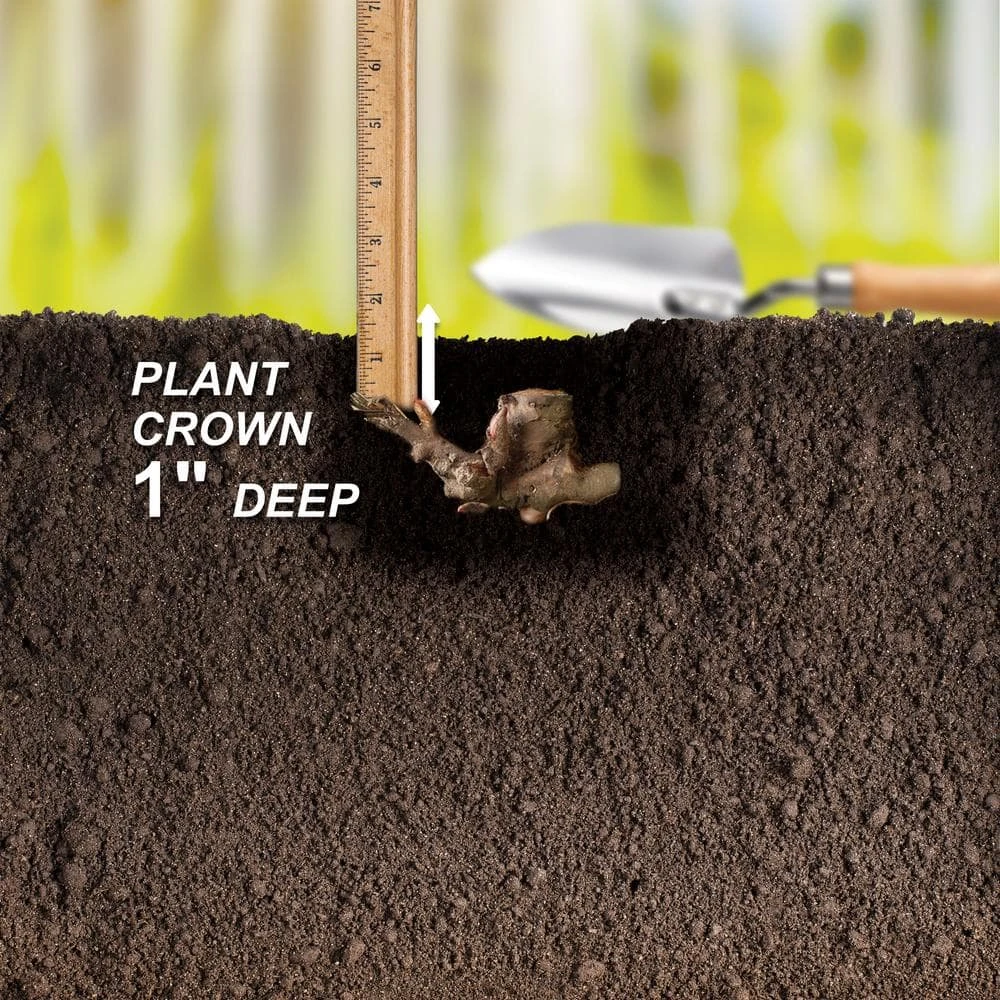 2/3 Eyes, Karl Rosenfield Peony Flower Bulbs Bare Roots (Bag Of 3) 7 2/3 Eyes, Karl Rosenfield Peony Flower Bulbs Bare Roots (Bag Of 3) - Image 5