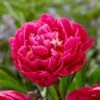 2/3 Eyes, Karl Rosenfield Peony Flower Bulbs Bare Roots (Bag Of 3) -J Parkers Garden Store garden state bulb flower bulbs ecs 71 03 01 64 1000