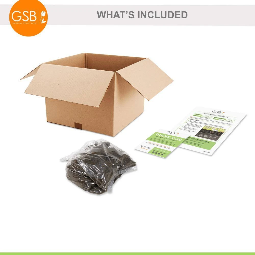 2/3 Eyes, Karl Rosenfield Peony Flower Bulbs Bare Roots (Bag Of 3) 8 2/3 Eyes, Karl Rosenfield Peony Flower Bulbs Bare Roots (Bag Of 3) - Image 6