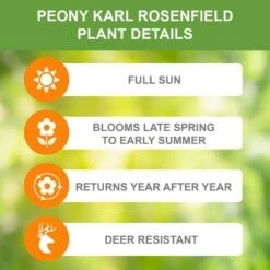 2/3 Eyes, Karl Rosenfield Peony Flower Bulbs Bare Roots (Bag Of 6) -J Parkers Garden Store garden state bulb flower bulbs ecs 71 06 02 c3 1000