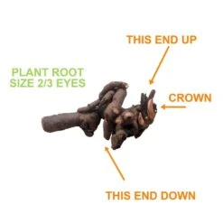 2/3 Eyes, Karl Rosenfield Peony Flower Bulbs Bare Roots (Bag Of 9) -J Parkers Garden Store garden state bulb flower bulbs ecs 71 09 03 1f 1000