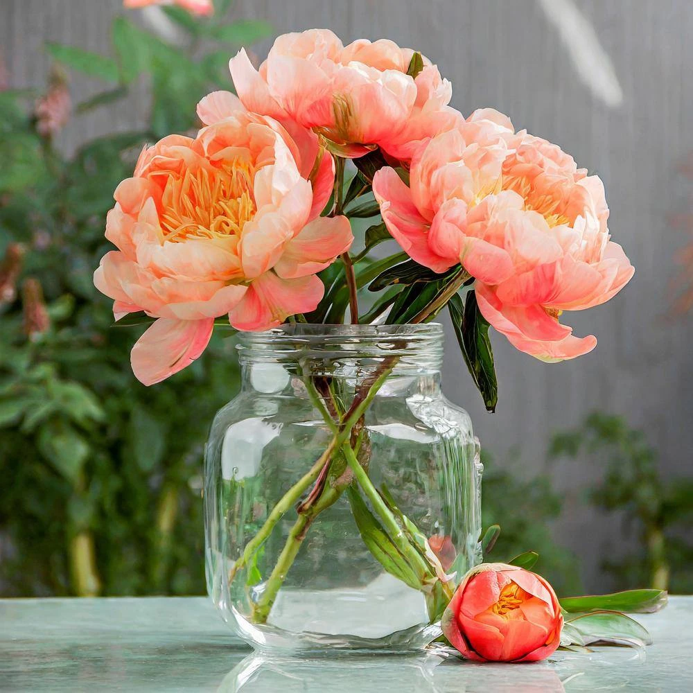 2/3 Eyes, Coral Sunset Peony Flower Bulbs, Bare Roots (Bag Of 6) 10 2/3 Eyes, Coral Sunset Peony Flower Bulbs, Bare Roots (Bag Of 6) - Image 8