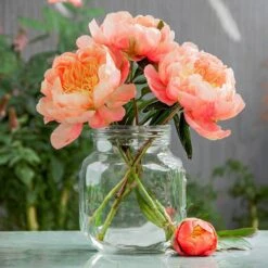 2/3 Eyes, Coral Sunset Peony Flower Bulbs, Bare Roots (Bag Of 9) 17 2/3 Eyes, Coral Sunset Peony Flower Bulbs, Bare Roots (Bag Of 9) -J Parkers Garden Store garden state bulb flower bulbs ecs 72 09 03 31 1000