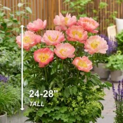 2/3 Eyes, Coral Sunset Peony Flower Bulbs, Bare Roots (Bag Of 9) 12 2/3 Eyes, Coral Sunset Peony Flower Bulbs, Bare Roots (Bag Of 9) -J Parkers Garden Store garden state bulb flower bulbs ecs 72 09 03 4f 1000