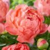 2/3 Eyes, Coral Sunset Peony Flower Bulbs, Bare Roots (Bag Of 9) -J Parkers Garden Store garden state bulb flower bulbs ecs 72 09 03 64 1000