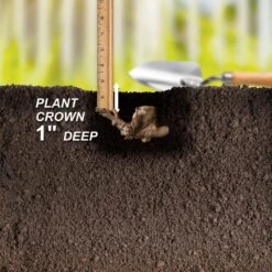 2/3 Eyes, Bowl Of Beauty Peony Flower Bulbs Bare Roots (Bag Of 9) -J Parkers Garden Store garden state bulb flower bulbs ecs 73 09 03 44 1000