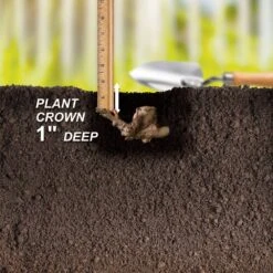 3/5 Eyes, Bartzella Itoh Peony Flower Bulbs, Live Bare Root (Bag Of 1) -J Parkers Garden Store garden state bulb flower bulbs ecs 74 01 01 44 1000