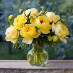 3/5 Eyes, Bartzella Itoh Peony Flower Bulbs, Bare Roots (Bag Of 2) -J Parkers Garden Store garden state bulb flower bulbs ecs 74 02 02 31 1000