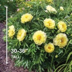3/5 Eyes, Bartzella Itoh Peony Flower Bulbs, Bare Roots (Bag Of 2) -J Parkers Garden Store garden state bulb flower bulbs ecs 74 02 02 4f 1000