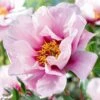 3/5 Eyes, Pink Cora Louise Itoh Peony Flower Bulbs, Live Bare Root (Bag Of 1) -J Parkers Garden Store garden state bulb flower bulbs ecs 75 01 01 64 1000