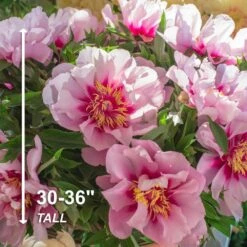 3/5 Eyes, Pink Cora Louise Itoh Peony Flower Bulbs, Live Bare Roots (Bag Of 2) 12 3/5 Eyes, Pink Cora Louise Itoh Peony Flower Bulbs, Live Bare Roots (Bag Of 2) -J Parkers Garden Store garden state bulb flower bulbs ecs 75 02 02 4f 1000