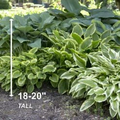 #1, Multi-Color Variegated Mix Hosta Bulbs, Bare Roots (Bag Of 6) -J Parkers Garden Store garden state bulb flower bulbs ecs 76 06 01 4f 1000