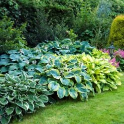 #1, Multi-Color Variegated Mix Hosta Bulbs, Bare Roots (Bag Of 12) -J Parkers Garden Store garden state bulb flower bulbs ecs 76 12 02 31 1000