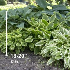 #1, Multi-color Variegated Mix Hosta Bulbs, Bare Roots (Bag Of 18) -J Parkers Garden Store garden state bulb flower bulbs ecs 76 18 03 4f 1000
