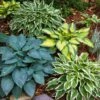 #1, Multi-color Variegated Mix Hosta Bulbs, Bare Roots (Bag Of 18)