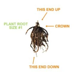 #1, Blue Mix Hosta Bulbs, Bare Roots (Bag Of 3) 12 #1, Blue Mix Hosta Bulbs, Bare Roots (Bag Of 3) -J Parkers Garden Store garden state bulb flower bulbs ecs 77 03 01 1f 1000