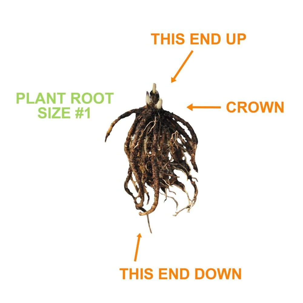 #1, Blue Mix Hosta Bulbs, Bare Roots (Bag Of 3) 6 #1, Blue Mix Hosta Bulbs, Bare Roots (Bag Of 3) - Image 4