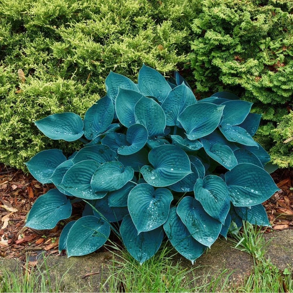#1, Blue Mix Hosta Bulbs, Bare Roots (Bag Of 3) 9 #1, Blue Mix Hosta Bulbs, Bare Roots (Bag Of 3) - Image 7