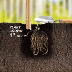 #1, Blue Mix Hosta Bulbs, Bare Roots (Bag Of 3) 13 #1, Blue Mix Hosta Bulbs, Bare Roots (Bag Of 3) -J Parkers Garden Store garden state bulb flower bulbs ecs 77 03 01 44 1000