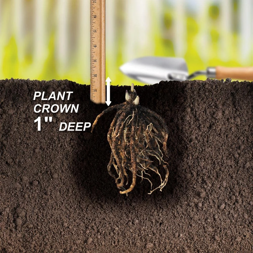 #1, Blue Mix Hosta Bulbs, Bare Roots (Bag Of 3) 7 #1, Blue Mix Hosta Bulbs, Bare Roots (Bag Of 3) - Image 5