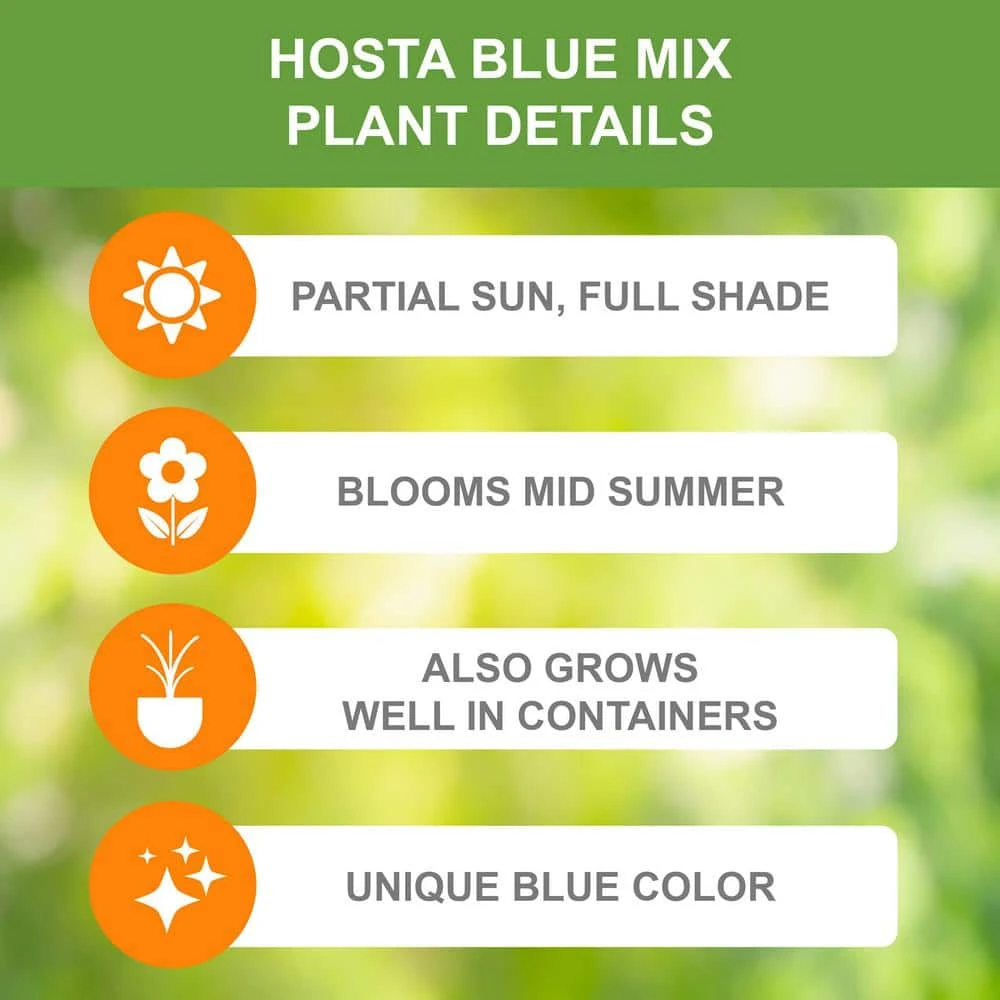 #1, Blue Mix Hosta Bulbs, Bare Roots (Bag Of 3) 4 #1, Blue Mix Hosta Bulbs, Bare Roots (Bag Of 3) - Image 2