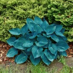 #1, Blue Mix Hosta Bulbs, Bare Roots (Bag Of 6) -J Parkers Garden Store garden state bulb flower bulbs ecs 77 06 02 31 1000