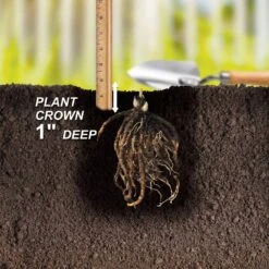 #1, Blue Mix Hosta Bulbs, Bare Roots (Bag Of 6) -J Parkers Garden Store garden state bulb flower bulbs ecs 77 06 02 44 1000