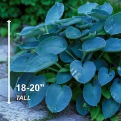 #1, Blue Mix Hosta Bulbs, Bare Roots (Bag Of 6) -J Parkers Garden Store garden state bulb flower bulbs ecs 77 06 02 4f 1000