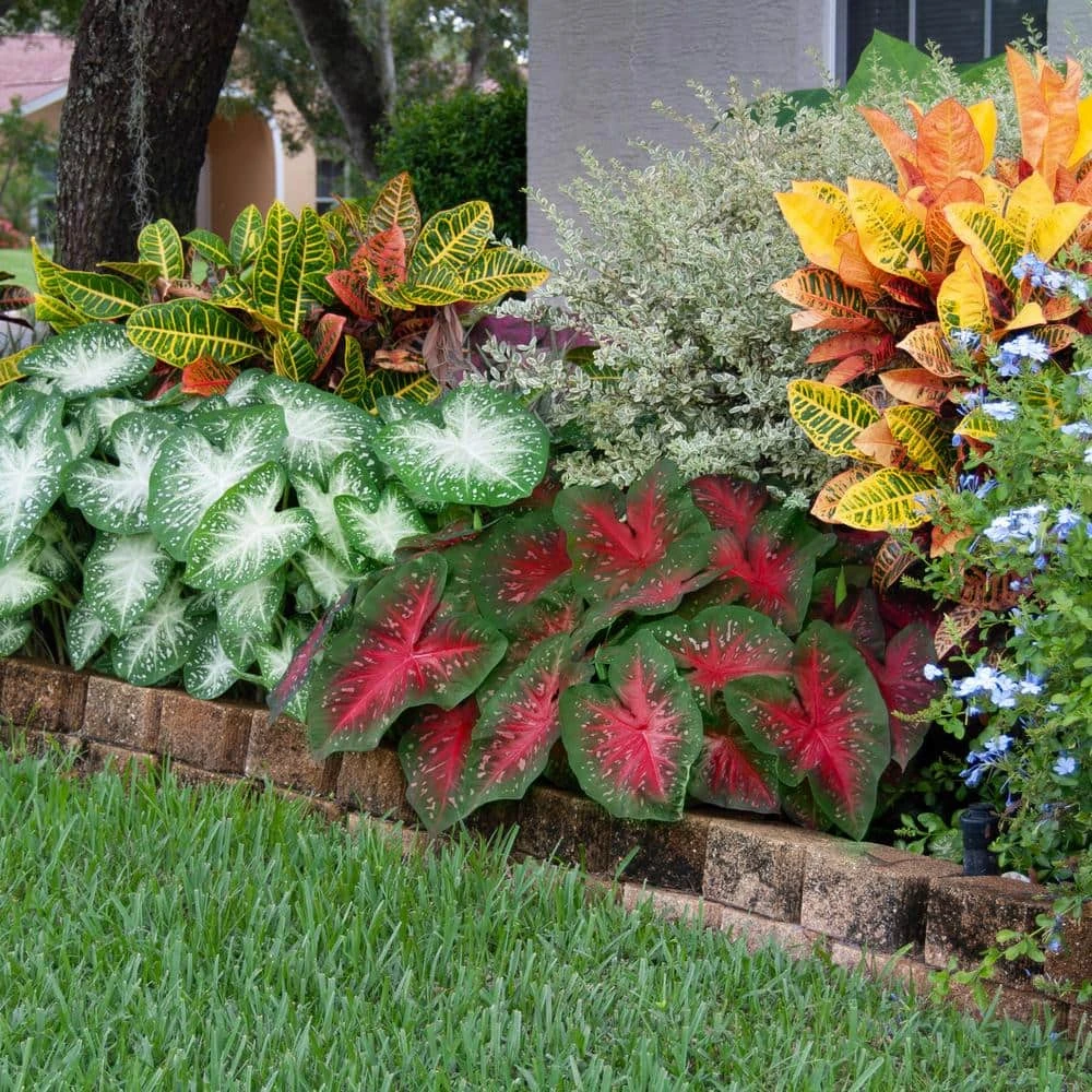 Fancy Red Flash Caladium Bulbs, Bare Roots (Bag Of 20) 10 Fancy Red Flash Caladium Bulbs, Bare Roots (Bag Of 20) - Image 8