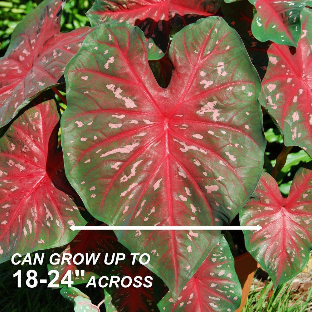 Fancy Red Flash Caladium Bulbs, Bare Roots (Bag Of 20) 5 Fancy Red Flash Caladium Bulbs, Bare Roots (Bag Of 20) - Image 3