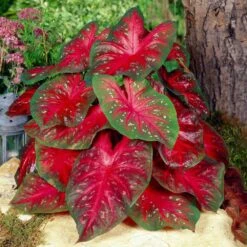 Fancy Red Flash Caladium Bulbs, Bare Roots (Bag Of 20)