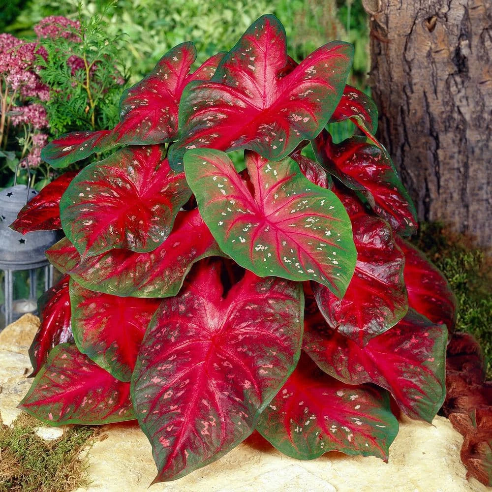 Fancy Red Flash Caladium Bulbs, Bare Roots (Bag Of 20) 3 Fancy Red Flash Caladium Bulbs, Bare Roots (Bag Of 20)
