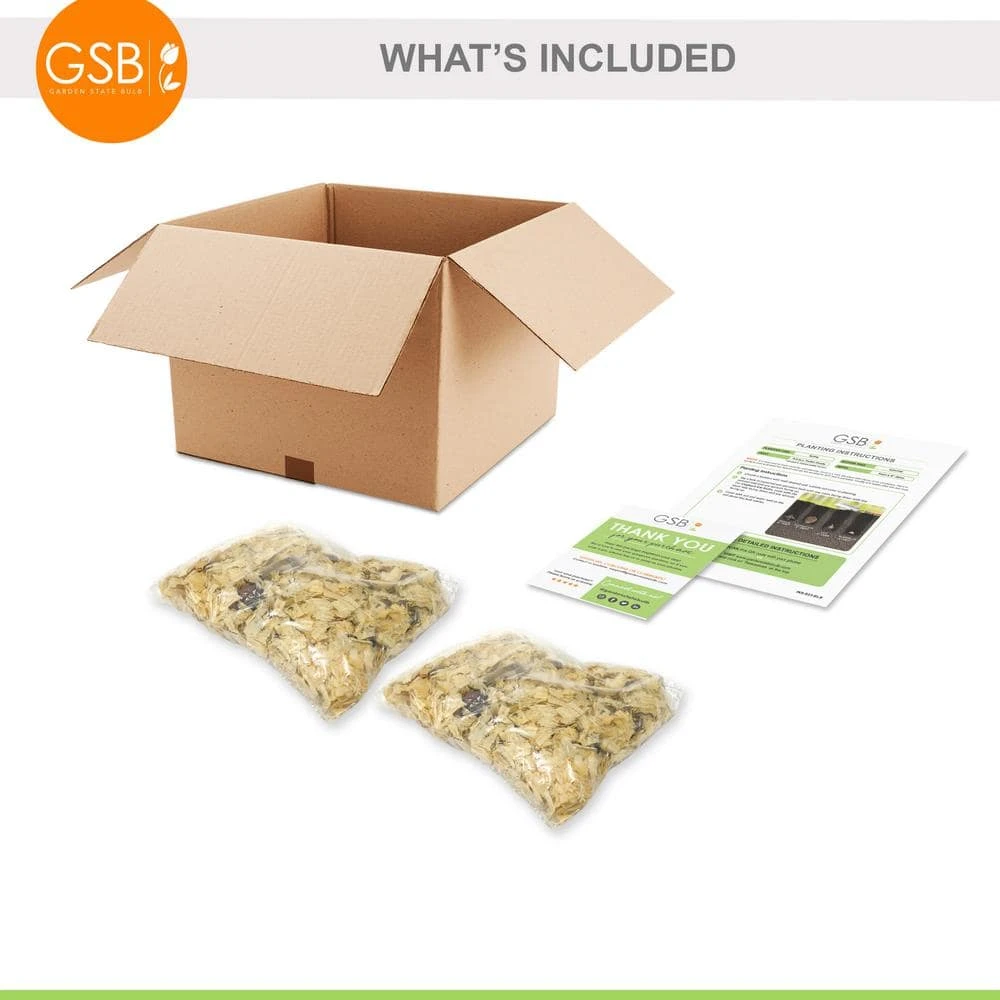 Fancy Red Flash Caladium Bulbs, Bare Roots (Bag Of 20) 8 Fancy Red Flash Caladium Bulbs, Bare Roots (Bag Of 20) - Image 6