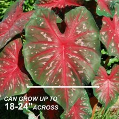 Fancy Red Flash Caladium Bulbs, Bare Roots (Bag Of 40) -J Parkers Garden Store garden state bulb flower bulbs ecs 81 40 04 4f 1000