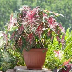 Carolyn Whorton Pink Caladium Bulbs, Bare Roots (Bag Of 10) -J Parkers Garden Store garden state bulb flower bulbs ecs 82 10 01 31 1000