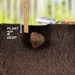 Carolyn Whorton Pink Caladium Bulbs, Bare Roots (Bag Of 10) -J Parkers Garden Store garden state bulb flower bulbs ecs 82 10 01 44 1000