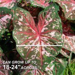 Carolyn Whorton Pink Caladium Bulbs, Bare Roots (Bag Of 40) -J Parkers Garden Store garden state bulb flower bulbs ecs 82 40 04 4f 1000