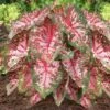 Carolyn Whorton Pink Caladium Bulbs, Bare Roots (Bag Of 40) 1 Carolyn Whorton Pink Caladium Bulbs, Bare Roots (Bag Of 40) -J Parkers Garden Store garden state bulb flower bulbs ecs 82 40 04 64 1000